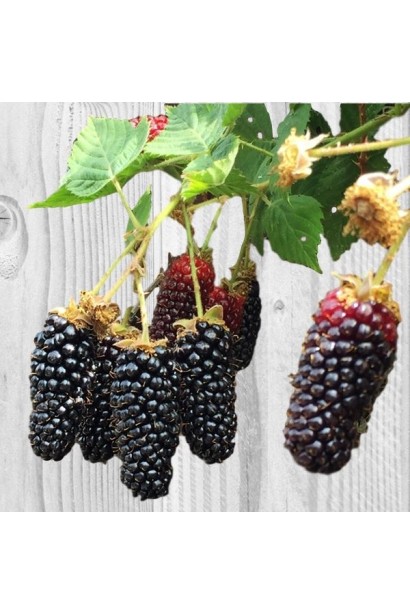 Rubus fruticosus Karaka Black